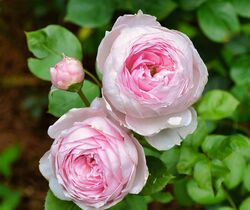 Роза английская кустовая Эйншент Маринер розовый 2 л